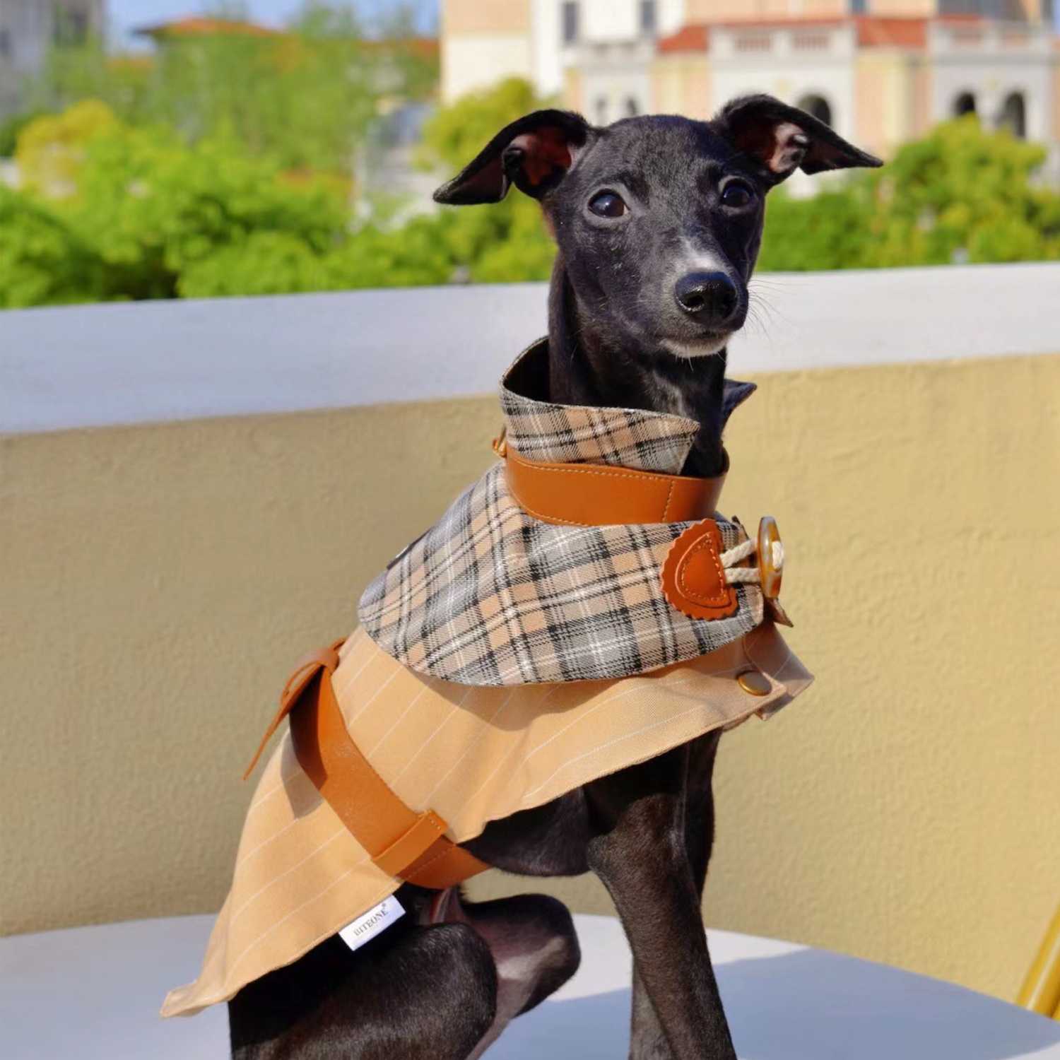 All puppies can be fashionistas! 