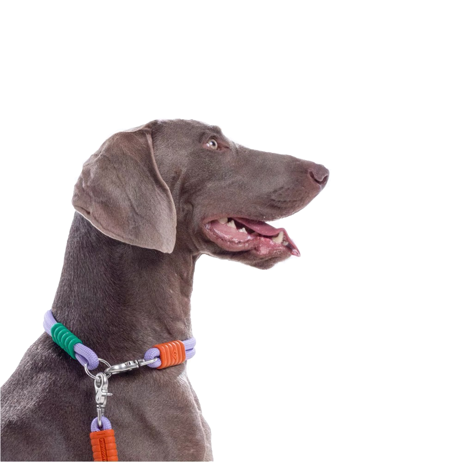 Marshmallow Dog Collar + Leash Set - RichBowel