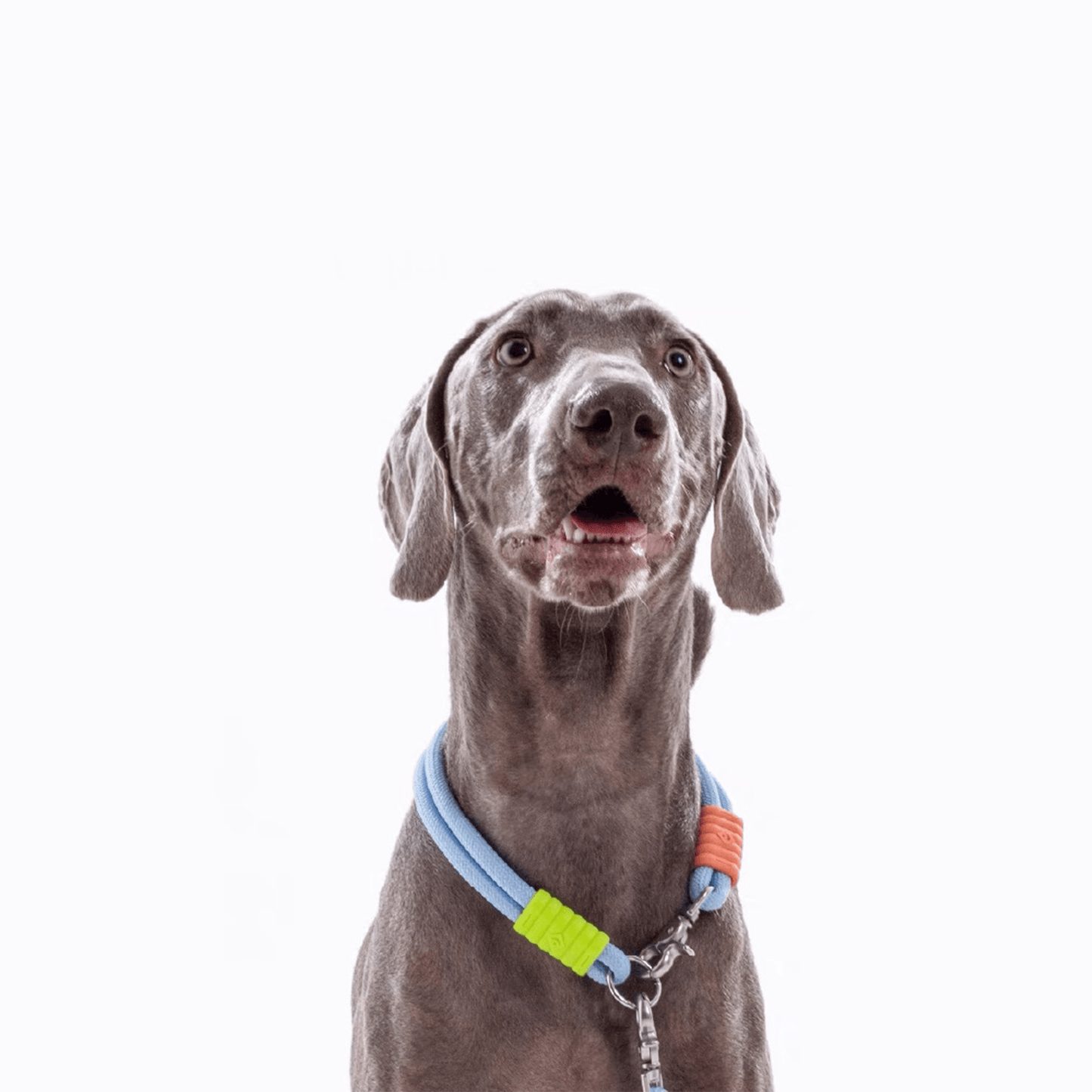 Marshmallow Dog Collar - RichBowel