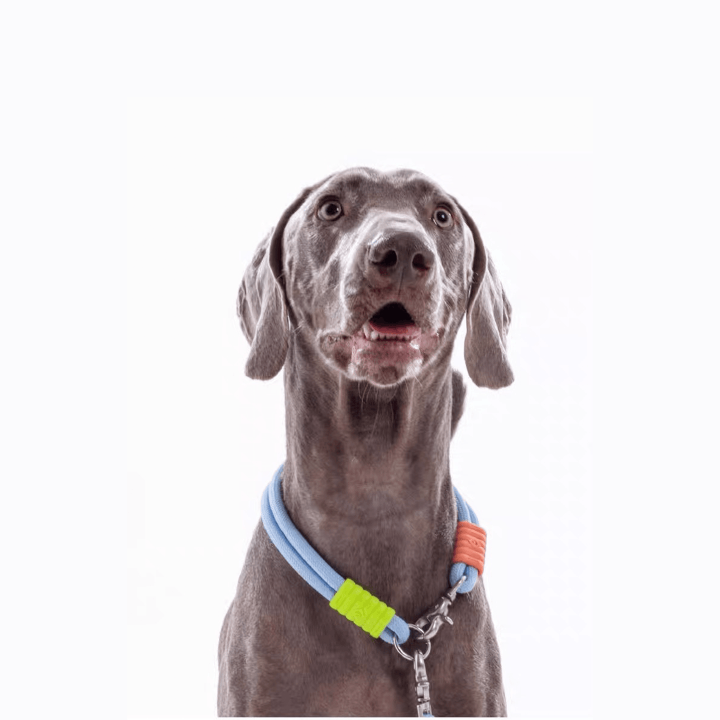 Marshmallow Dog Collar - RichBowel