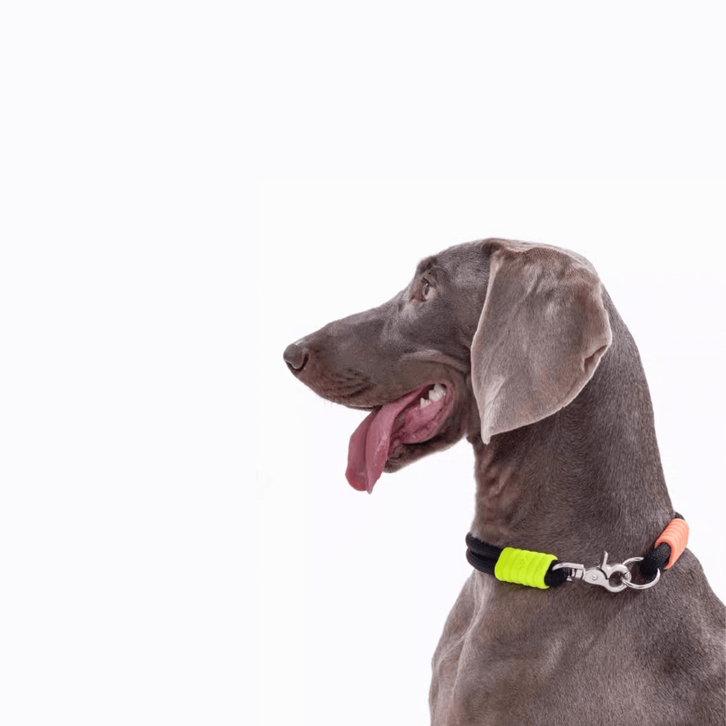 Marshmallow Dog Collar - RichBowel